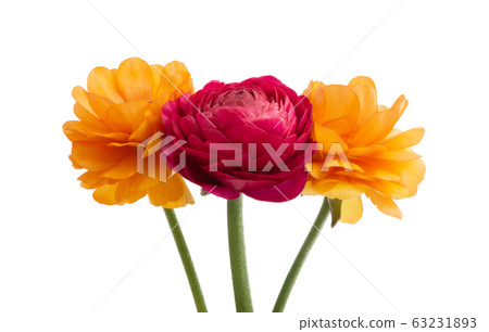 ranunculus flower isolated ranunculus flower isolated 63231893