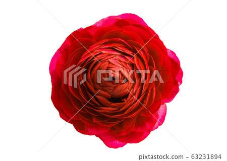 ranunculus flower isolated ranunculus flower isolated 63231894