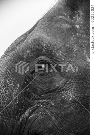 Polo Elephant Event in Bangkok riverside, Thailand 63233024