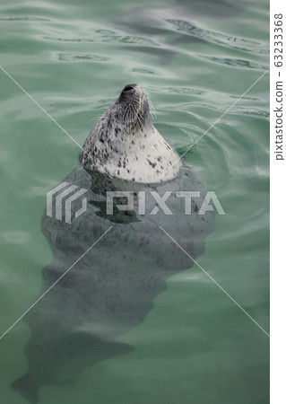 海豹_站起來睡覺 海豹_站起來睡覺 63233368