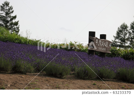 薰衣草_FURANO 63233370