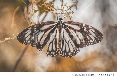 Bohol jungle, tarsier and chocolate hills, in Cebu, Philippines 63233371