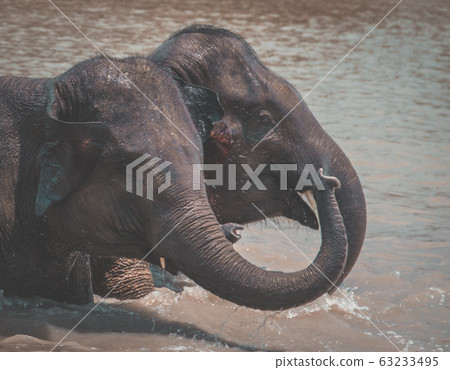 Elephant Sanctuary bathing in Isaan in Thailand 63233495