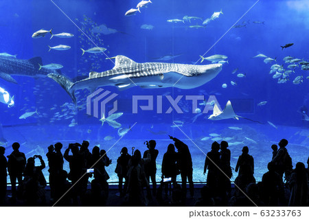 沖繩美麗海水族館 63233763