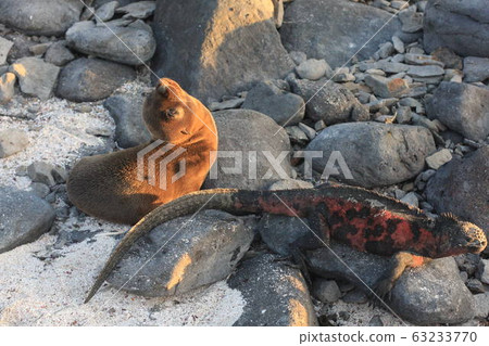 Galapagos islands and its wildlife and nature, in Ecuador Galapagos islands and its wildlife and nature, in Ecuador 63233770