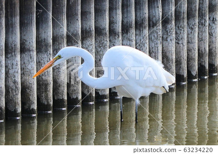 [Wild bird] Great Egret on the waterside 63234220