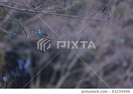 翠鳥在高大的樹枝上休息 翠鳥在高大的樹枝上休息 63234499