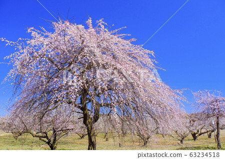 Weeping plum and plum grove Weeping plum and plum grove 63234518