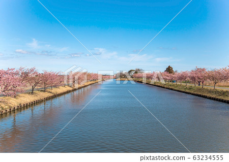 s松川津櫻花路（3月陽光明媚） 63234555