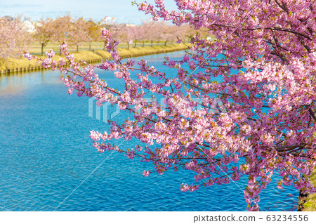 s松川津櫻花路(3月陽光明媚) s松川津櫻花路(3月陽光明媚) 63234556