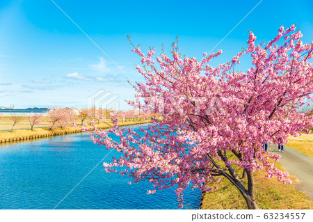 s松川津櫻花路（3月陽光明媚） 63234557