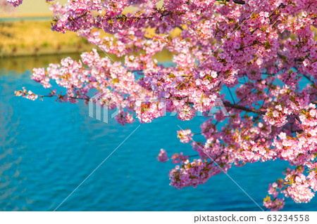 Kasamatsu Kawazu Sakura Road (March Sunny) 63234558