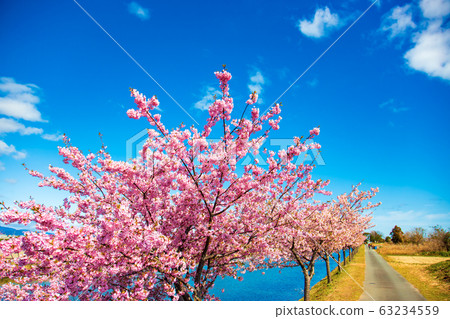 Kasamatsu Kawazu Sakura Road (March Sunny) Kasamatsu Kawazu Sakura Road (March Sunny) 63234559