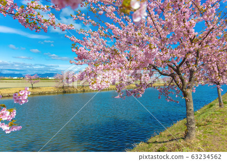 s松川津櫻花路（3月陽光明媚） 63234562