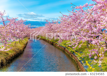 s松川津櫻花路（3月陽光明媚） 63234565