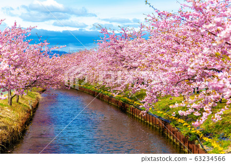 s松川津櫻花路(3月陽光明媚) s松川津櫻花路(3月陽光明媚) 63234566