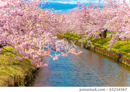 Kasamatsu Kawazu Sakura Road (March Sunny) 63234567