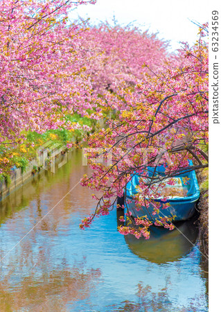 s松川津櫻花路(3月陽光明媚) s松川津櫻花路(3月陽光明媚) 63234569