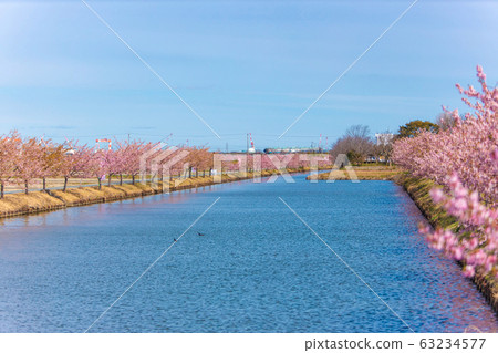 Kasamatsu Kawazu Sakura Road (March Sunny) 63234577