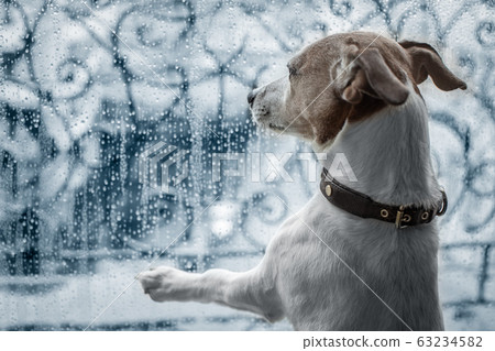 dog at window watching the rain 63234582