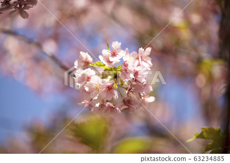 Kawazu Sakura close-up 2020 63234885