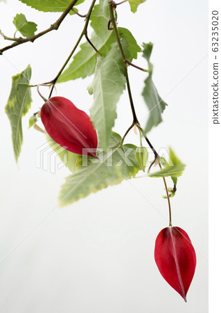 Flower Pictures Beautiful Tropical Flowers Abtilon Tyrolean Lamp Flower Pictures Beautiful Tropical Flowers Abtilon Tyrolean Lamp 63235020