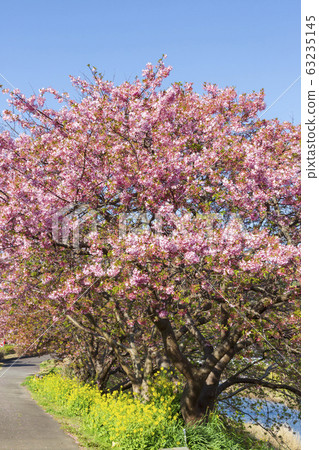 Kawazu櫻花樹在Minamiizu 63235145