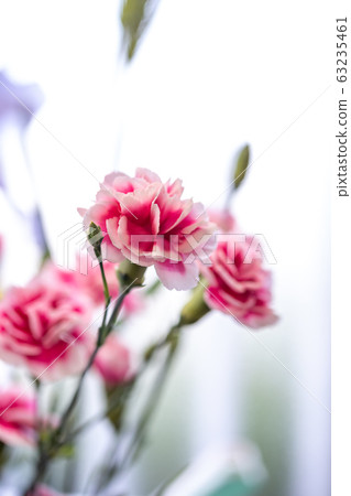 Carnation flower mother's day image Carnation flower mother's day image 63235461