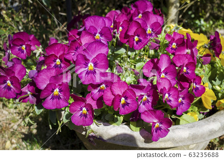 Viola Viola 63235688