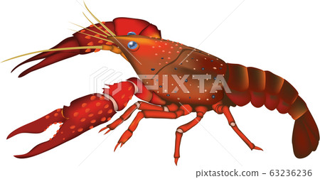 Crayfish Crayfish 63236236