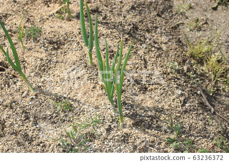 Making deep green onion seedlings 63236372