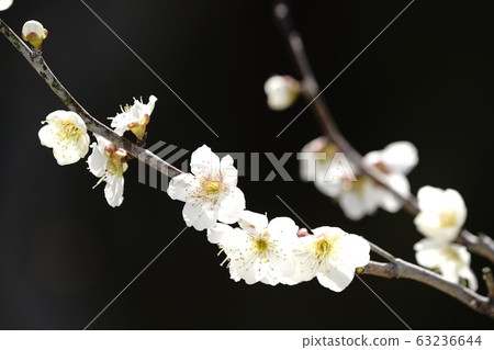 梅花開 63236644