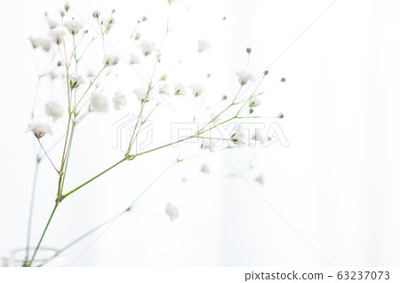Up of vase of vague grass decorated in vase of room Up of vase of vague grass decorated in vase of room 63237073