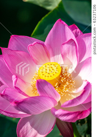 Lotus flower early summer image Lotus flower early summer image 63237106