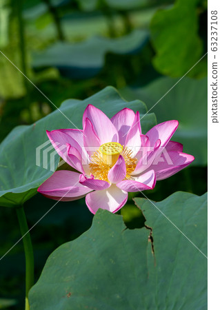 Lotus flower early summer image Lotus flower early summer image 63237108
