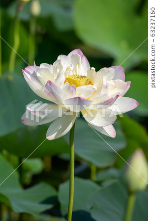 蓮花初夏圖像 蓮花初夏圖像 63237160
