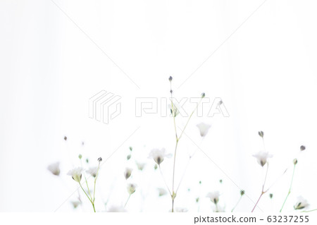 Up of vase of vague grass decorated in vase of room Up of vase of vague grass decorated in vase of room 63237255