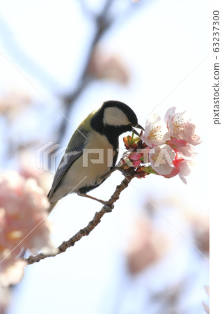 櫻花和山雀 櫻花和山雀 63237300