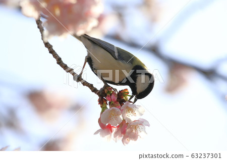 櫻花和山雀 櫻花和山雀 63237301