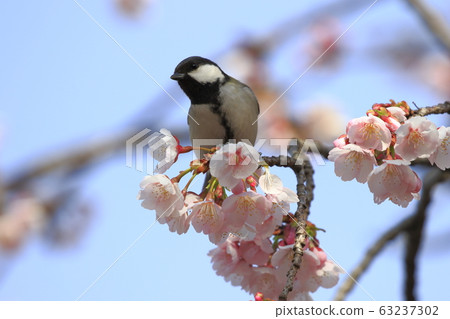 櫻花和山雀 63237302