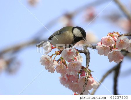 櫻花和山雀 櫻花和山雀 63237303