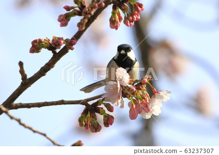 Cherry blossoms and tit Cherry blossoms and tit 63237307