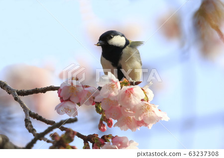 Cherry blossoms and tit Cherry blossoms and tit 63237308