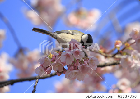 Cherry blossoms and tit Cherry blossoms and tit 63237356