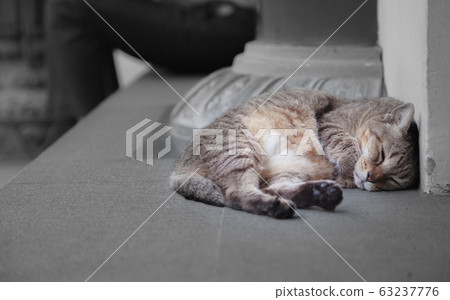 mixed breed black striped street cat sleeping against wall, inattentive to distressed businessman 63237776