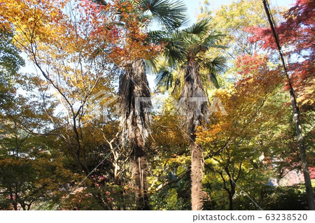 Autumn leaves scenery of Kyoto Yase 63238520