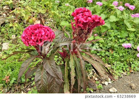 Blooms flowers similar to chicken squirrel Blooms flowers similar to chicken squirrel 63238669