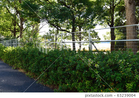 Street trees and fences Street trees and fences 63239004