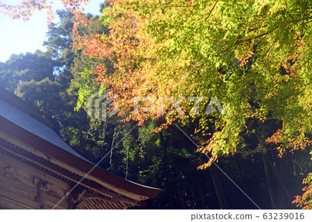 Minoh Takiyanji Daigoma道場和秋葉 63239016