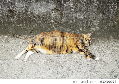 Taiwanese monkey cat village Taiwanese monkey cat village 63239051